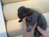 Photo №2 to announcement № 13246 for the sale of french bulldog - buy in Belarus breeder
