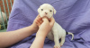 Photo №2 to announcement № 123637 for the sale of non-pedigree dogs - buy in Germany private announcement