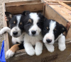 Photo №2 to announcement № 11594 for the sale of border collie - buy in Latvia private announcement