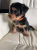 Photo №1. yorkshire terrier - for sale in the city of Miami | Is free | Announcement № 66422