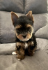 Photo №2 to announcement № 56605 for the sale of yorkshire terrier - buy in Germany private announcement