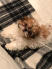 Photo №2 to announcement № 9230 for the sale of shih tzu - buy in United States breeder