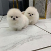 Photo №1. pomeranian - for sale in the city of Magnitogorsk | 423$ | Announcement № 111697