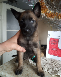 Additional photos: Belgian Shepherd Dog KSU / FCI, 1.5 months (dad works on finding explosives,