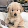 Photo №2 to announcement № 81668 for the sale of golden retriever - buy in Germany private announcement, from nursery
