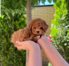 Photo №2 to announcement № 123305 for the sale of poodle (toy) - buy in Finland private announcement