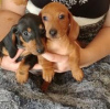 Photo №1. dachshund - for sale in the city of Brussels | negotiated | Announcement № 124781