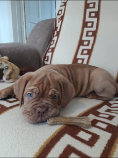Photo №4. I will sell dogue de bordeaux in the city of Labinsk. private announcement - price - 998$