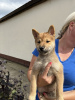 Photo №4. I will sell shiba inu in the city of Zrenjanin.  - price - negotiated