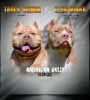 Additional photos: american bully sale