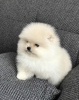 Photo №2 to announcement № 10734 for the sale of pomeranian - buy in Ukraine breeder