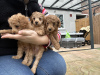 Photo №1. poodle (royal) - for sale in the city of Berlin | 300$ | Announcement № 90879