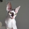 Photo №2 to announcement № 13955 for the sale of cornish rex - buy in Russian Federation from nursery