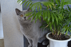 Photo №1. british shorthair - for sale in the city of Minsk | Is free | Announcement № 958