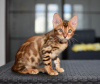 Photo №1. bengal cat - for sale in the city of Minsk | negotiated | Announcement № 24454