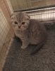 Photo №1. scottish fold - for sale in the city of Berlin | 370$ | Announcement № 82108