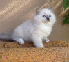 Photo №1. ragdoll - for sale in the city of Bridgeport | 200$ | Announcement № 83558