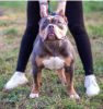 Photo №1. american bully - for sale in the city of Voronezh | 1380$ | Announcement № 25715