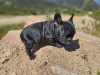 Photo №2 to announcement № 105745 for the sale of french bulldog - buy in United States private announcement