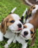 Additional photos: Beagle puppies