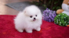 Photo №1. pomeranian - for sale in the city of New York | 250$ | Announcement № 101836