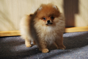 Photo №4. I will sell pomeranian in the city of Москва. from nursery - price - 1200$