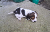 Photo №2 to announcement № 73026 for the sale of beagle - buy in Serbia breeder