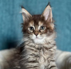 Photo №3. Maine coon Kitten available and ready to go. Netherlands