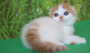 Photo №3. Charming charming cat. Ukraine
