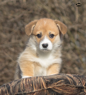 Photo №4. I will sell welsh corgi in the city of Smolensk. from nursery - price - Negotiated