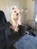 Photo №1. french bulldog - for sale in the city of Bremen | 380$ | Announcement № 118268