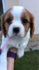 Photo №3. Adorable Cavalier King Charles Puppies for free adoption. Germany