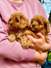 Photo №3. Cavapoo puppies for sale. Serbia