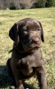 Photo №1. non-pedigree dogs - for sale in the city of Wilkanów | 951$ | Announcement № 42012