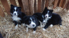 Photo №1. border collie - for sale in the city of Дрезден | negotiated | Announcement № 43177