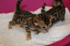 Photo №3. Lovely Pedigree Bengal kittens for Adoption now. Germany