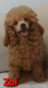 Photo №4. I will sell poodle (toy) in the city of Zrenjanin. breeder - price - 1057$
