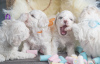 Additional photos: Bichon Friesian puppies