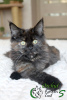 Photo №4. I will sell maine coon in the city of St. Petersburg. private announcement, from nursery, breeder - price - 21132$