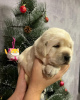 Photo №1. labrador retriever - for sale in the city of Yekaterinburg | 1250$ | Announcement № 91925