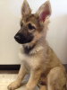 Photo №1. german shepherd - for sale in the city of Мадрид | negotiated | Announcement № 103884