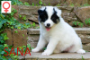 Photo №2 to announcement № 22718 for the sale of yakutian laika - buy in Poland private announcement, breeder