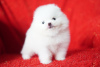 Photo №4. I will sell pomeranian in the city of Берлингероде.  - price - Is free