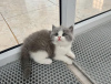 Photo №1. scottish fold - for sale in the city of Queensbury | 260$ | Announcement № 100123