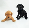 Photo №1. labrador retriever - for sale in the city of Ashford | negotiated | Announcement № 71130