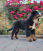 Photo №2 to announcement № 20675 for the sale of bernese mountain dog - buy in Italy breeder