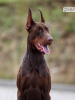 Photo №2 to announcement № 120645 for the sale of dobermann - buy in Poland breeder