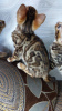 Photo №4. I will sell bengal cat in the city of Смолевичи. from nursery - price - 340$