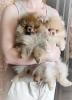 Photo №4. I will sell pomeranian in the city of Minsk. breeder - price - 350$
