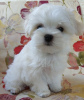 Photo №2 to announcement № 14735 for the sale of maltese dog - buy in Ukraine from nursery